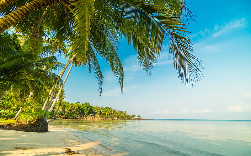 tropical island, summer, palm trees, evening, beach, ocean, beautiful island, paradise, HD wallpaper
