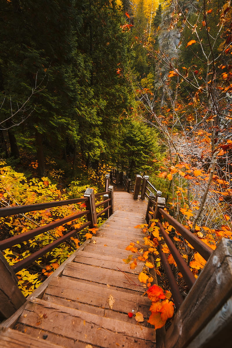 stairs, autumn, branches, leaves, steps, HD phone wallpaper