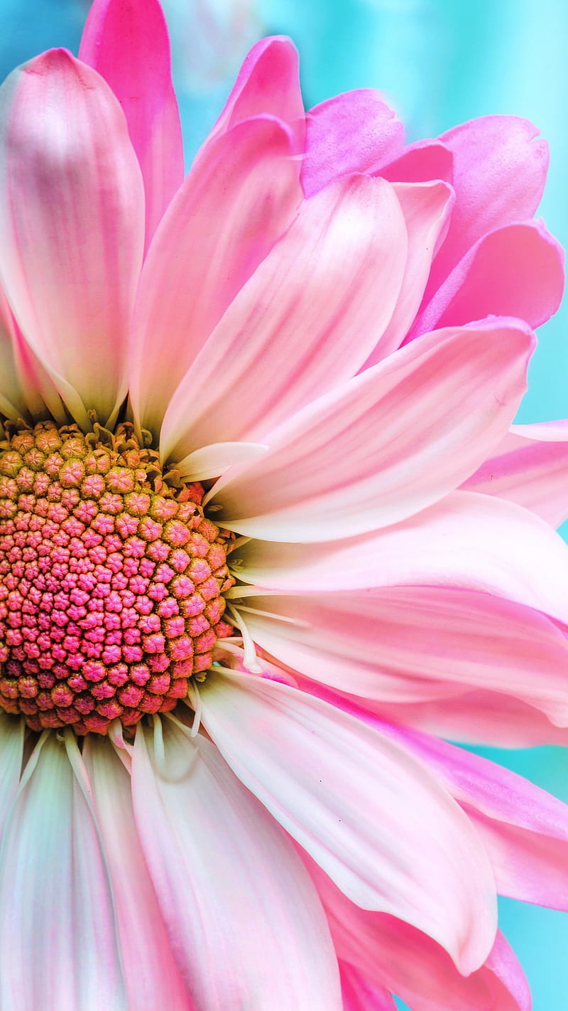 Sunflower, flowers, pink, HD phone wallpaper