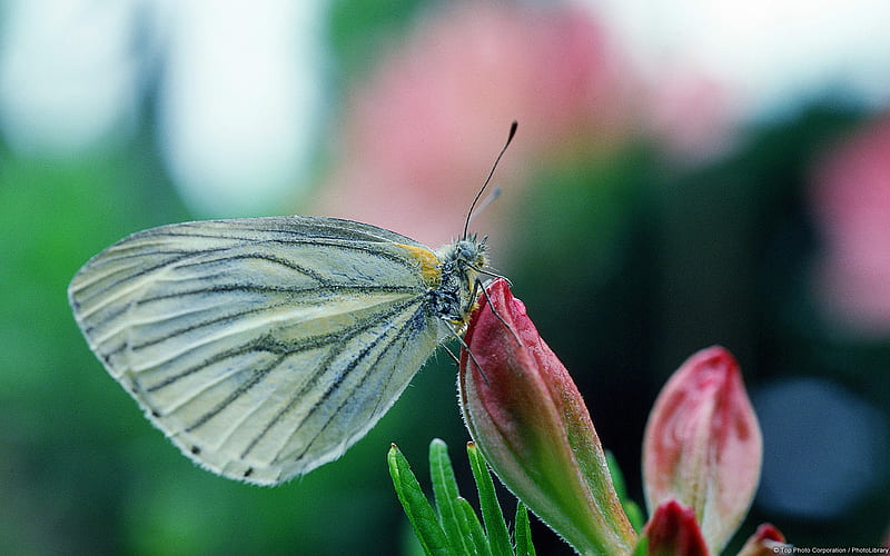 Butterfly on pink buds-Windows Theme, HD wallpaper