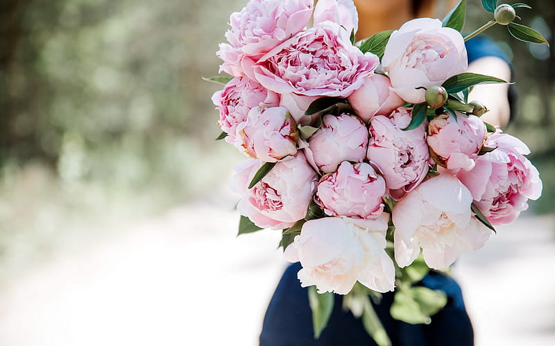 pink peonies, bouquet of peonies, pink peonies in hand, beautiful bouquet, pink flowers, peonies, HD wallpaper