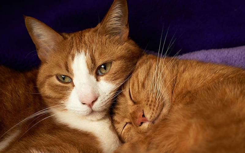 Cute, sleep, orange, ginger, white, cat, couple, animal, HD wallpaper ...