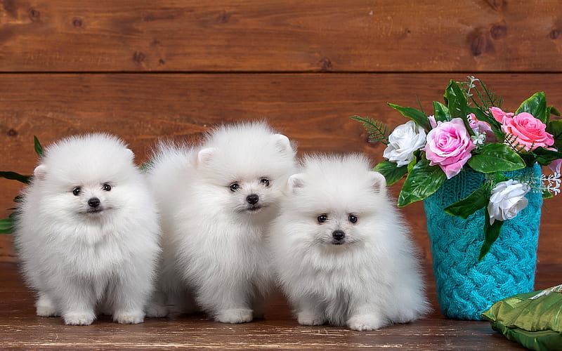 white pomeranian, puppies, dogs, pomeranian, spitz, cute animals, HD wallpaper