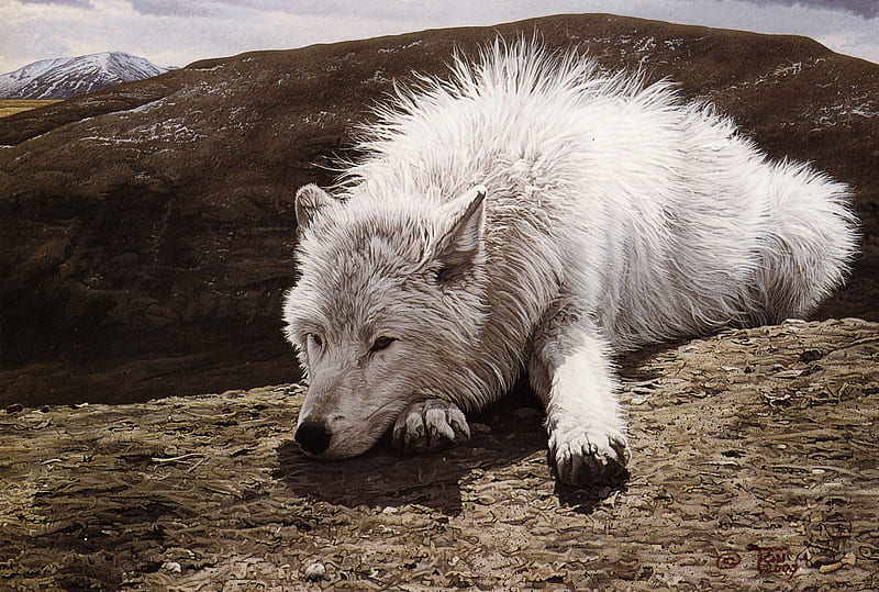 White Wolf, wilderness, rock, wild, resting, wolf, white, HD wallpaper