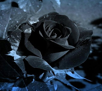 Black Rose, black, rose, HD wallpaper