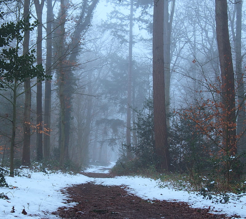 Winter Wonderland, bossen, forest, holland, mist, nature, snow, winter, woods, HD wallpaper