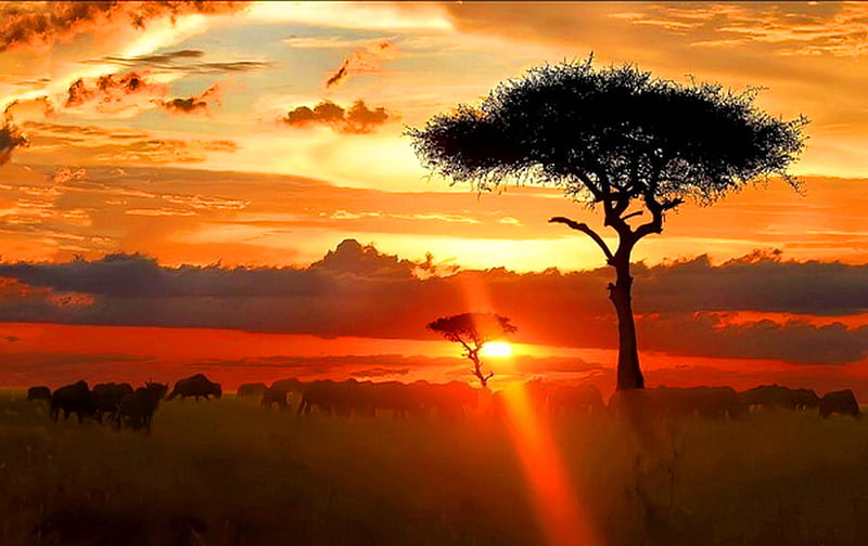 Serengeti eve, red, tree, gold, orange, sunset, clouds, africa, HD wallpaper