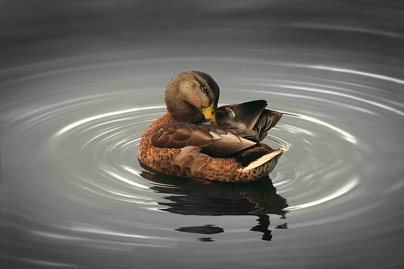 brown mallard duck illustration, HD wallpaper