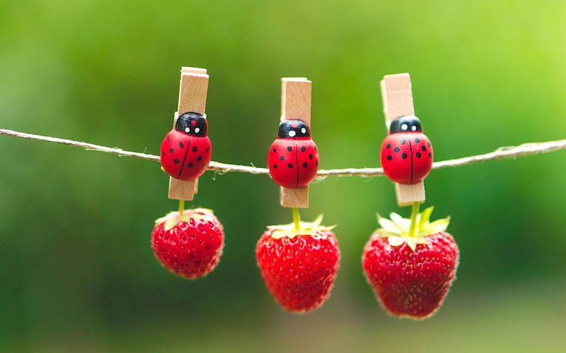 Ladybugs, red, fruit, green, berries, summer, strawberries, nature, clothespins, HD wallpaper