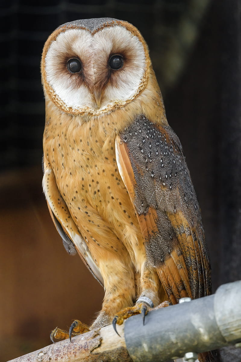 owl, bird, feathers, glance, watching, HD phone wallpaper