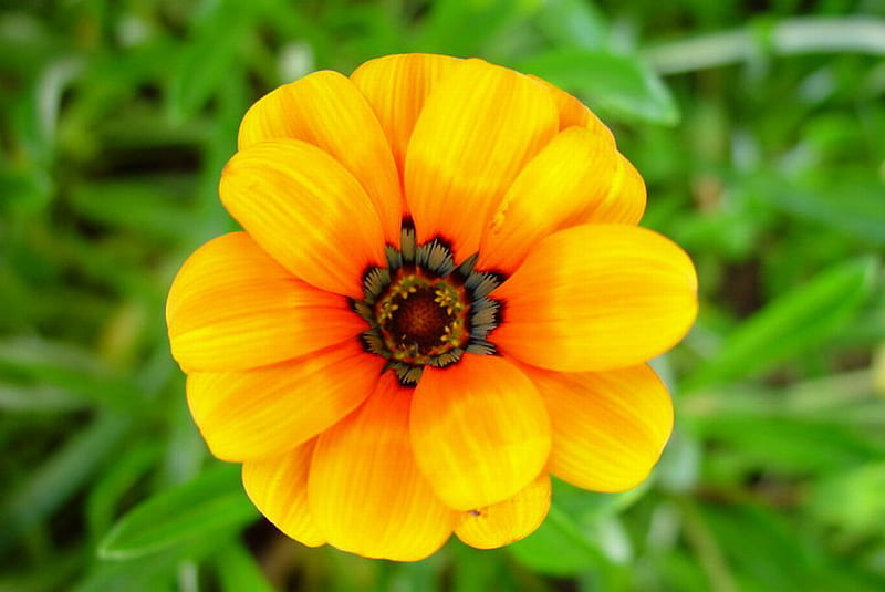 MARIGOLD BLOOM, flower, yellow, pretty, bloom, HD wallpaper