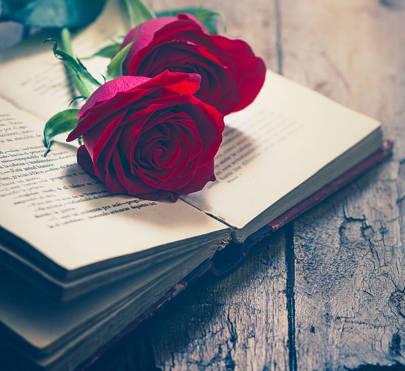 Red, abstract, books, roses, HD wallpaper | Peakpx