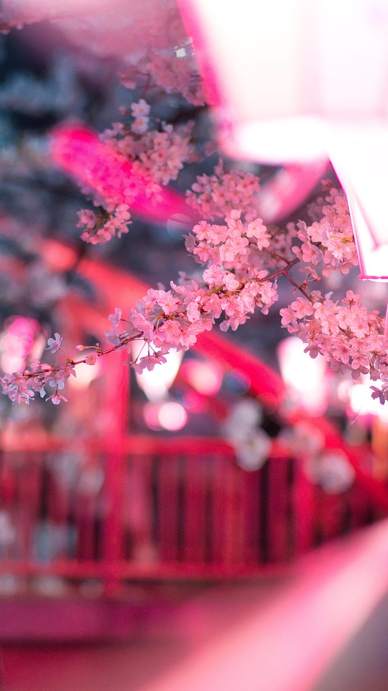 Cherry Blossom Flowers , pink, nature, cherry blossom, flora, HD phone wallpaper
