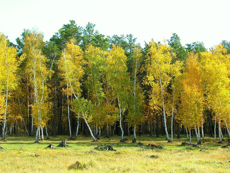 Yellow and Green Autumn Trees, Yellow, Trees, Albumn, Green, Autumn, HD wallpaper