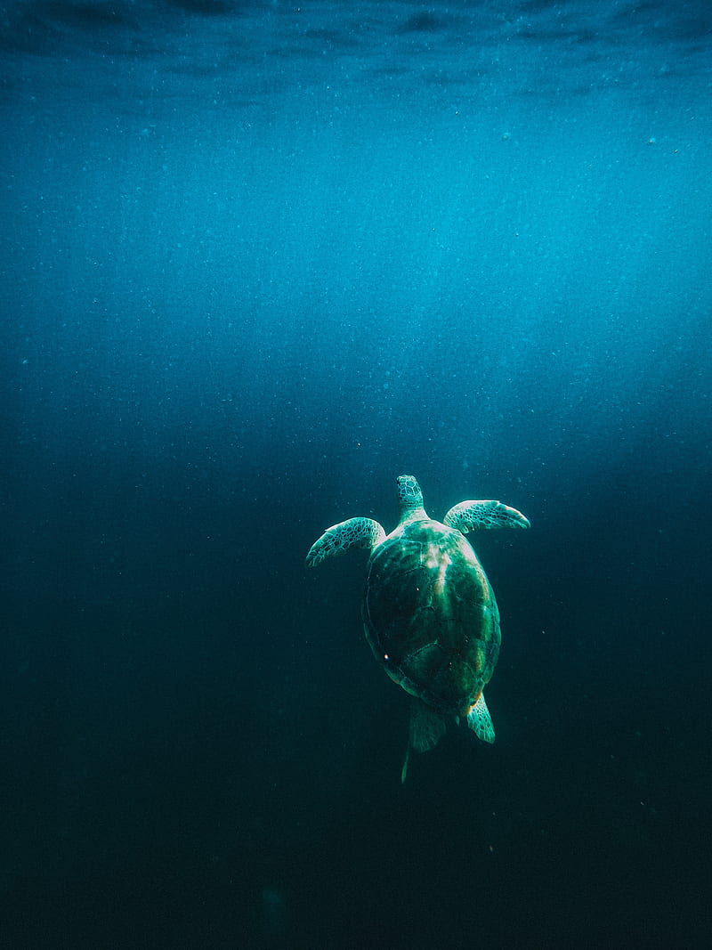 turtle, water, under water, light, rays, HD phone wallpaper