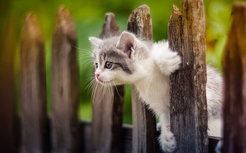 kitten on the fence, cats, pets, bokeh, cute animals, kitten, demestic cats, HD wallpaper
