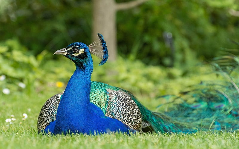 Peacock, tree, bird, feathers, blue, HD wallpaper