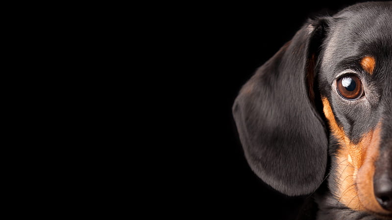 Half a Dog, black, tan, dachshund, dog, HD wallpaper
