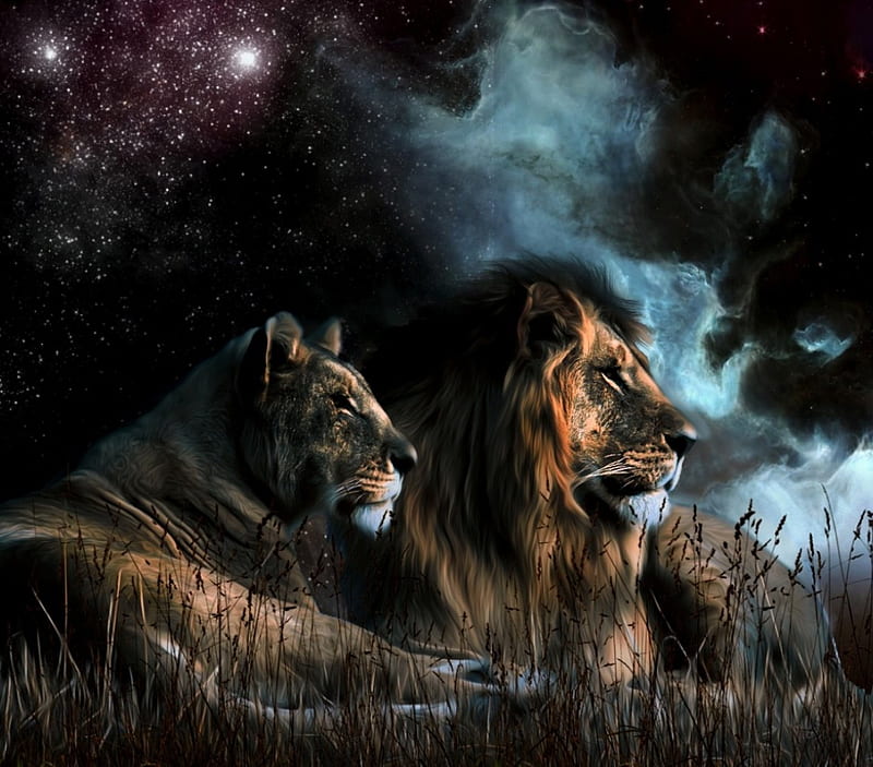 Leones, salvaje, amor, naturaleza, noche, Fondo de pantalla HD | Peakpx