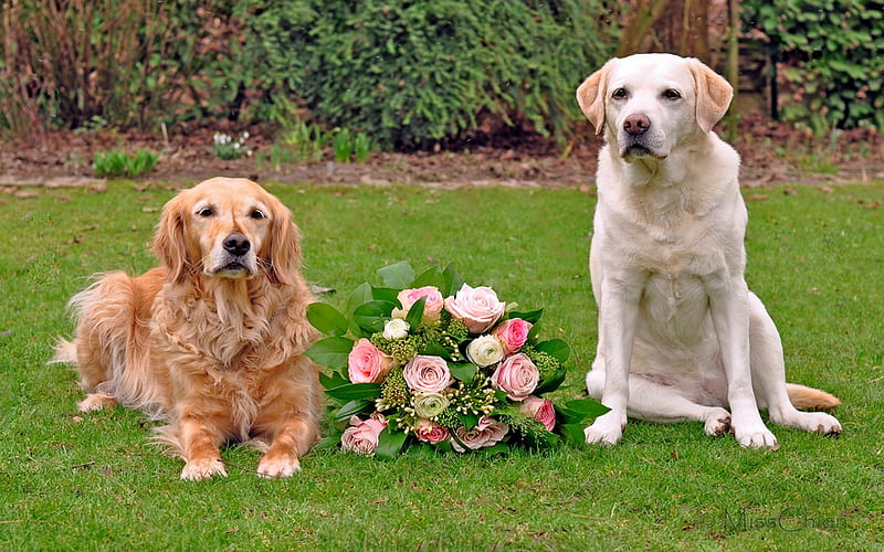 Adorable Dogs, pretty, colorful, grass, rose, bonito, adorable, sweet, dog face, graphy, green, flowers, beauty, face, animals, dog, lovely, colors, roses, cute, paws, bouquet, nature, eyes, dogs, HD wallpaper