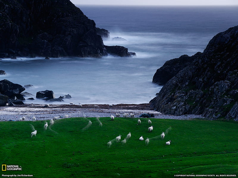 Sheep by the Sea, north, rocks, ireland, ocean, lush, sea, beach, skies, sheep, nature, green grass, scotland, coast, HD wallpaper