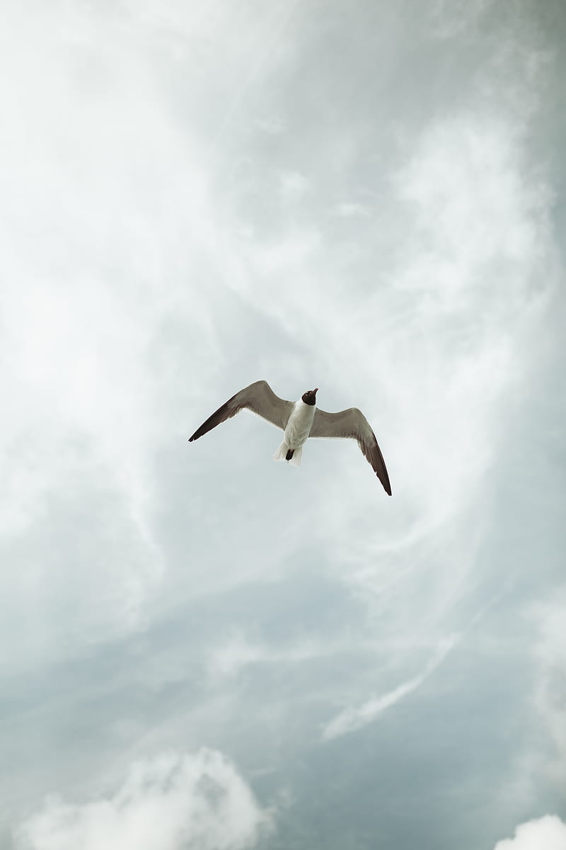 seagull, bird, fly, sky, height, HD phone wallpaper