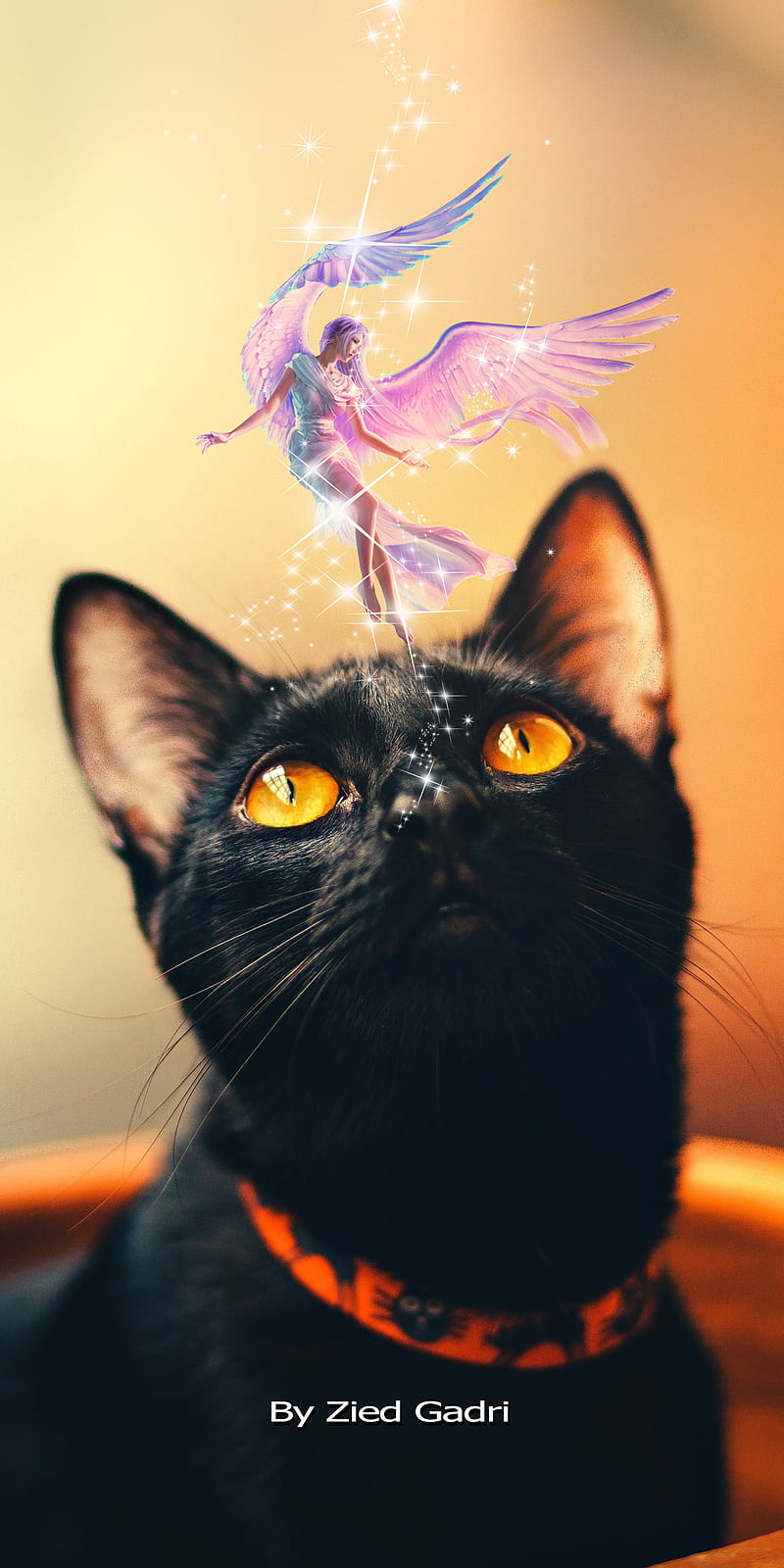 Fairy and Cat, black cat, cool, cute, fantasy, kittens, land, theme, wonder, HD phone wallpaper