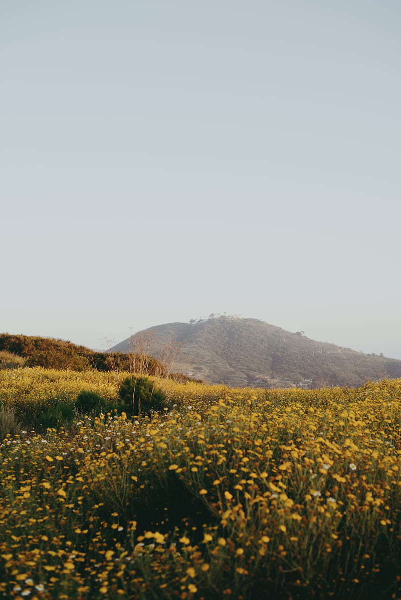 Hill, flowers, field, vast, HD phone wallpaper | Peakpx