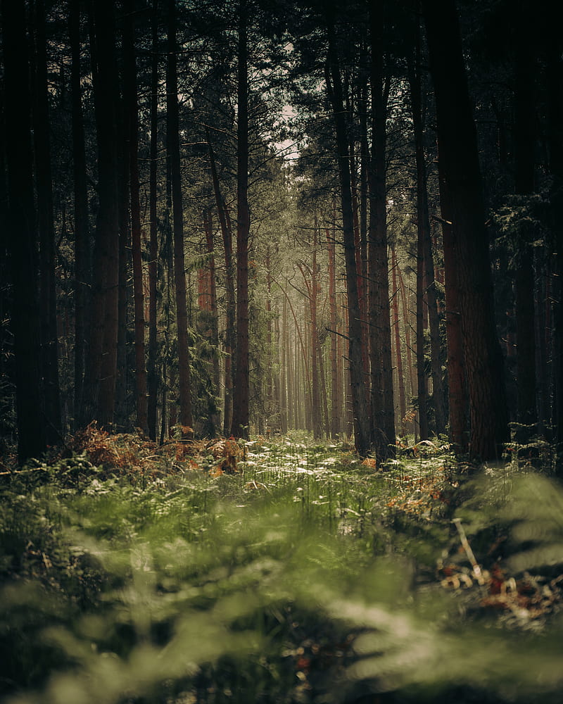 forest, trees, trunks, grass, HD phone wallpaper