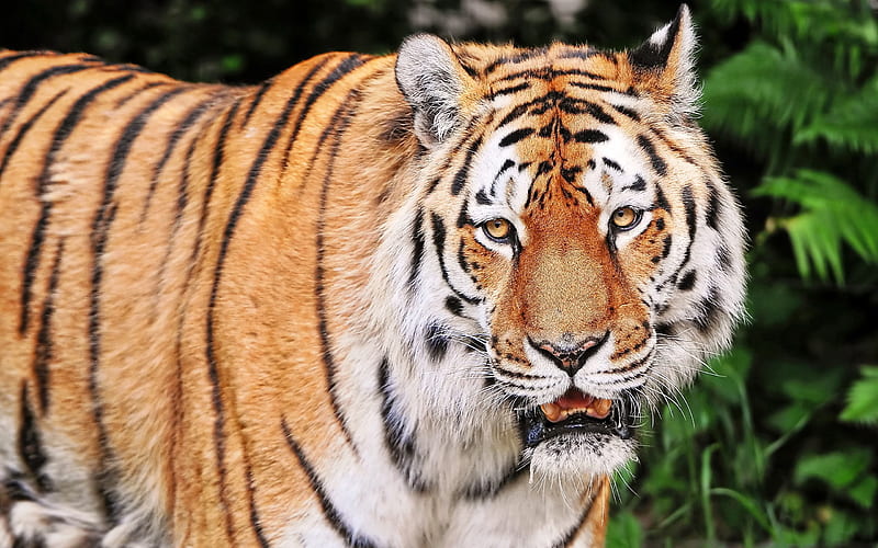Tiger aggression striped-Animal High Quality, HD wallpaper