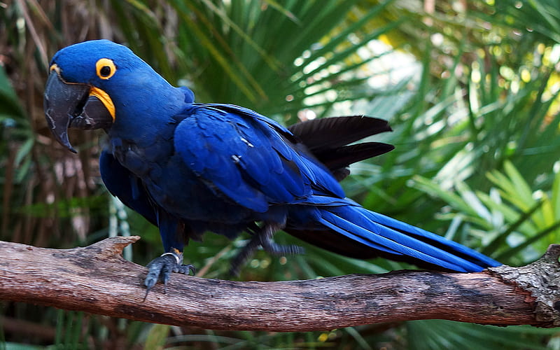 Anodorhynchus hyacinthinus, Hyacinth Macaw, exotic birds, parrots, zoo, blue parrot, macaw, HD wallpaper