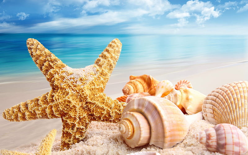 Beach And Shells, Sand, Water, beach, Shells, Nature, HD wallpaper