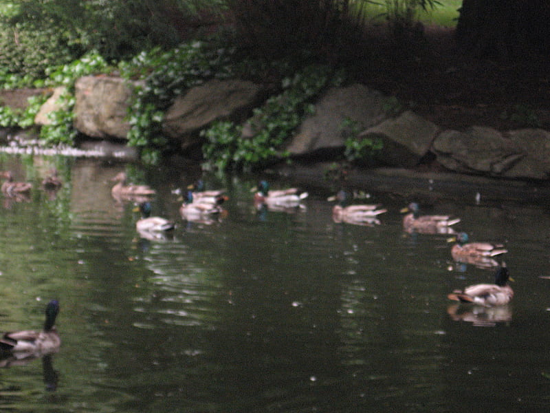 I've got my ducks in a row, pond, ducks, water, park, HD wallpaper