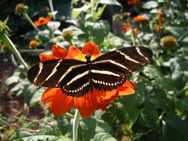 Longwing on red, red, stripes, butterfly, plants, flower, longwing, yellow and black, HD wallpaper