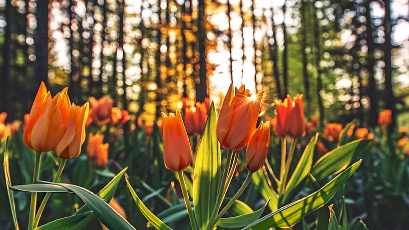 orange tulips close-up, sunset, blur, HD wallpaper