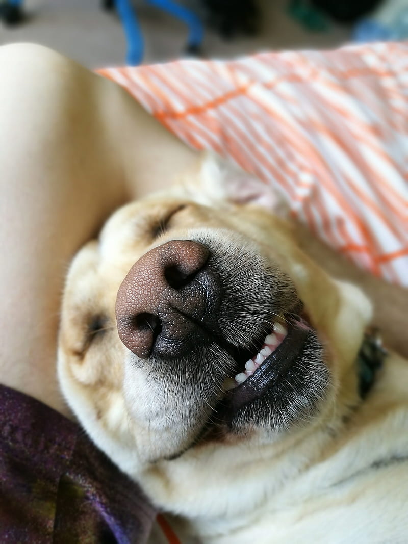 Sleeping beauty, bonito, cute, dog, golden, labrador, nose, puppy, teeth, HD phone wallpaper