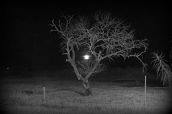 scary trees at night