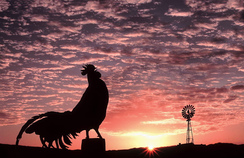 Morning song, rooster, bird, black, sunrise, silhouette, pink, HD wallpaper