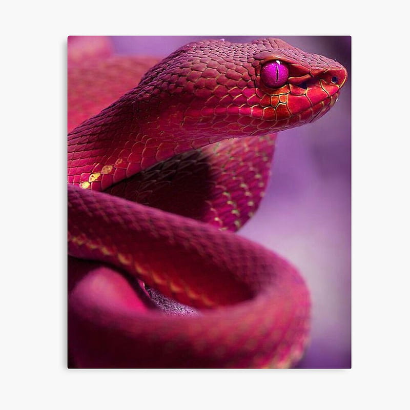 Pink Snake Graphic Print HD Phone Wallpaper Peakpx