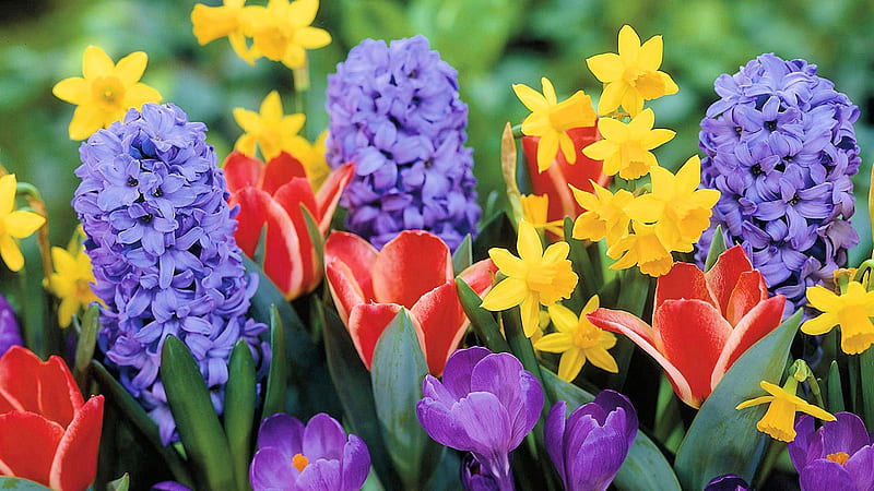 Colors of Spring, tulips, daffodils, hyacinths, garden, flowers, blossoms, HD wallpaper