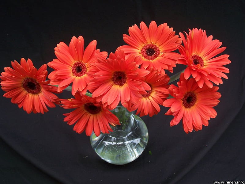 Red Gerbera Daisies, daisies, gerberas, water, flowers, glass vase, HD wallpaper