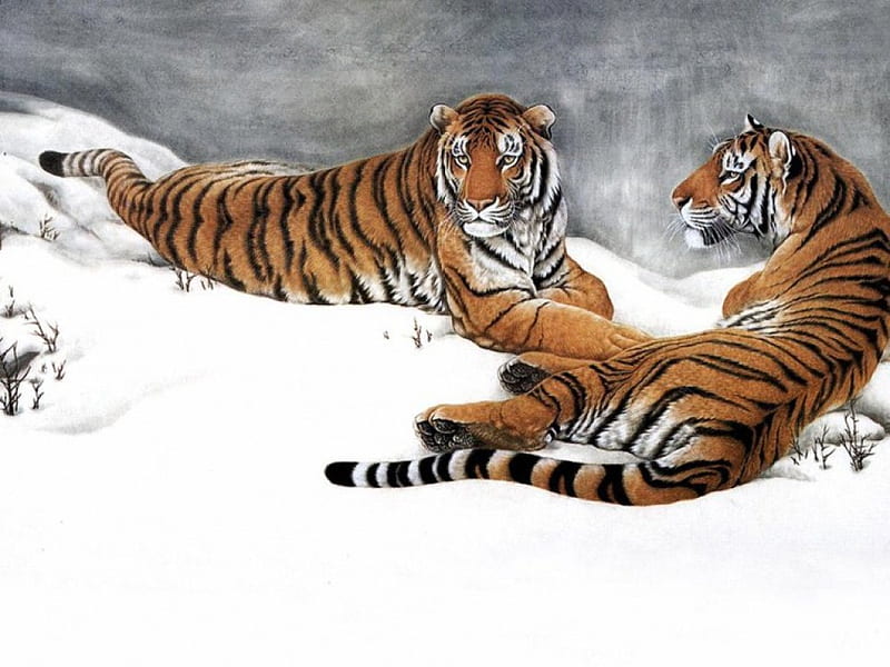 Tigers in Snow, art, snow, Tigers, animals, winter, HD wallpaper