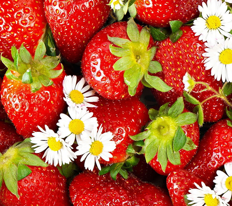 Strawberries, flowers, fresh, strawberry, HD wallpaper
