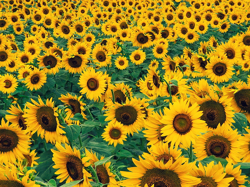 sunflowers garden, sunflowers, flowers, beauty, garden, nature, HD wallpaper