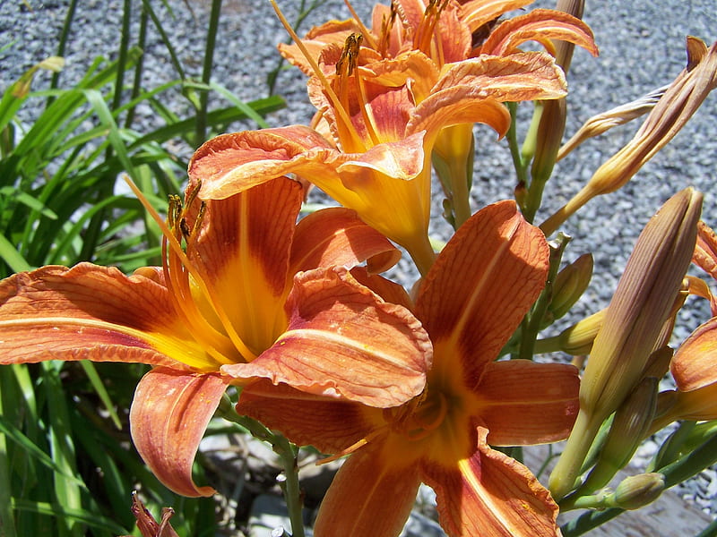 Daylily transplanted from root, Drought Tolerant, Landscape, Flowers, Daylilies, HD wallpaper