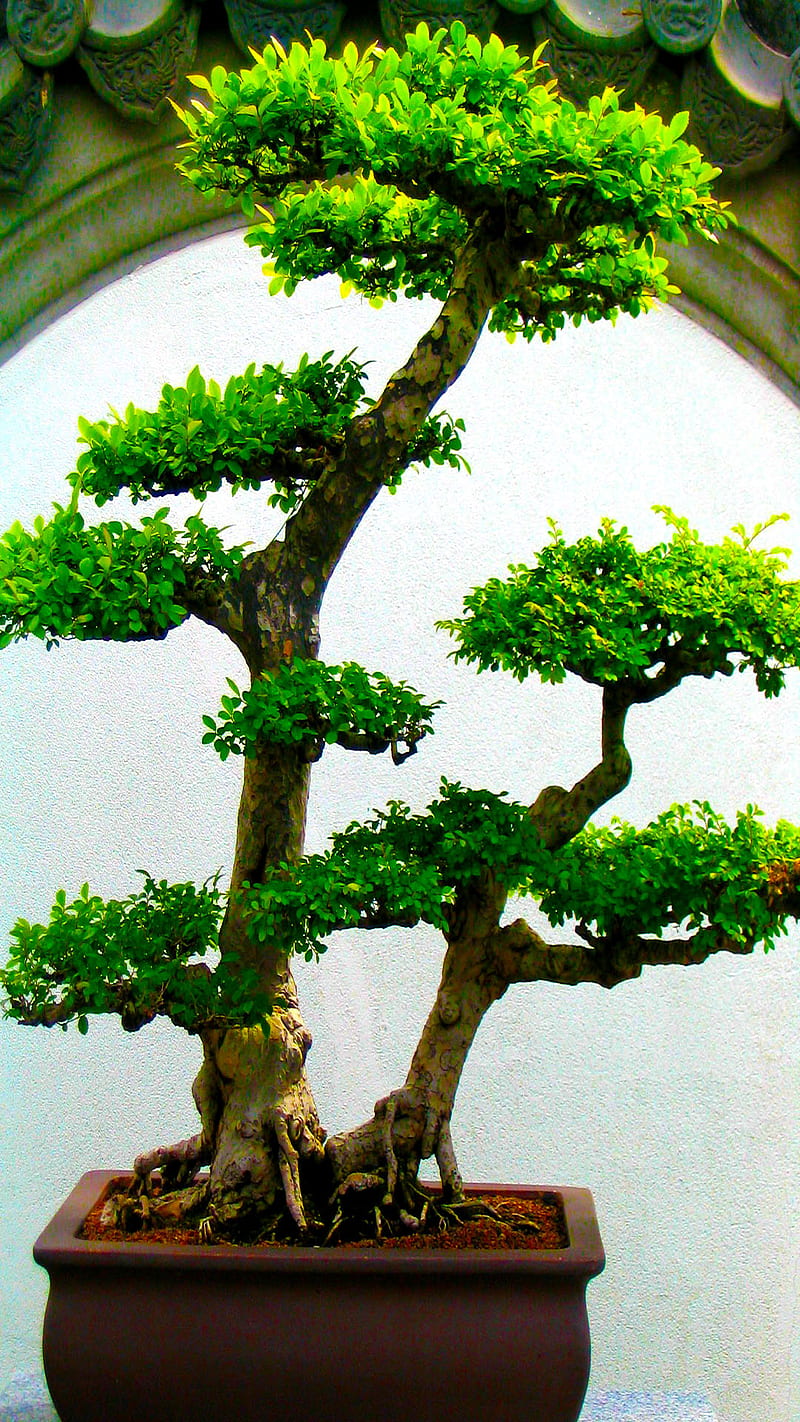 bonsai, 6 plus, tree, HD phone wallpaper