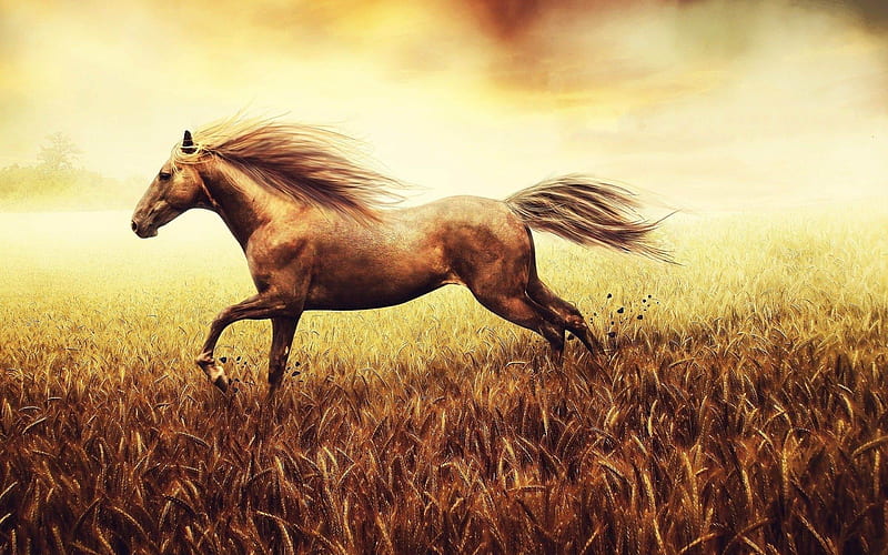Horse Run Cornfield-Natural animal, HD wallpaper