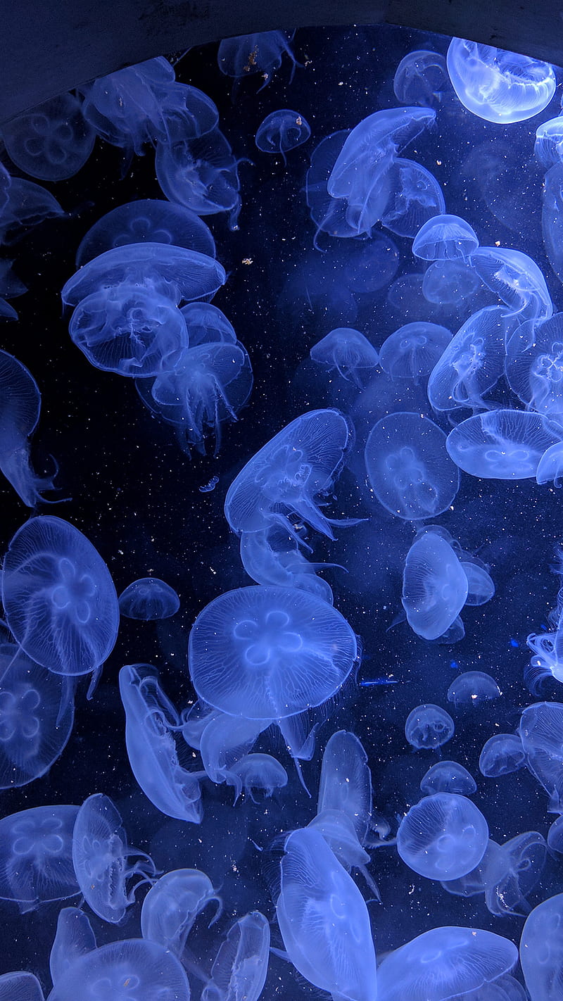 The magic of the sea, blue, jellyfish, superb, HD phone wallpaper