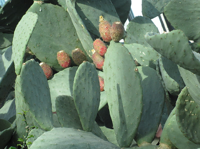 Cactus Fruit, fruit, graphy, green, Cactus, garden, Fields, HD wallpaper