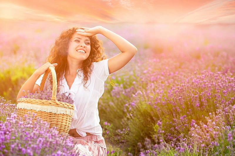 Harvesting Lavender, harvest, basket, sunlight, flowers, beauty ...